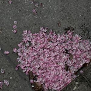 国产美女做爰A片免费网址下载
